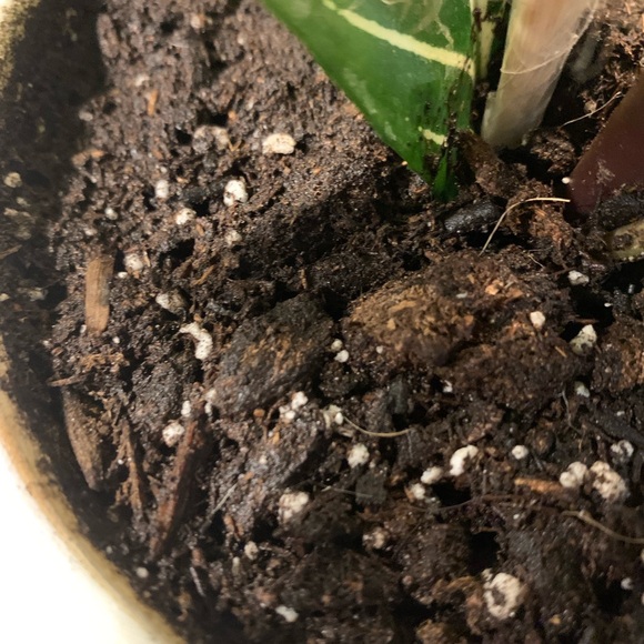 Beautiful Zebra Plant - Picture 4 of 7